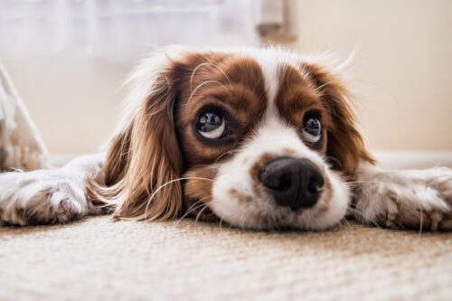 Guide: Sådan forbereder du din hund på mødet med baby