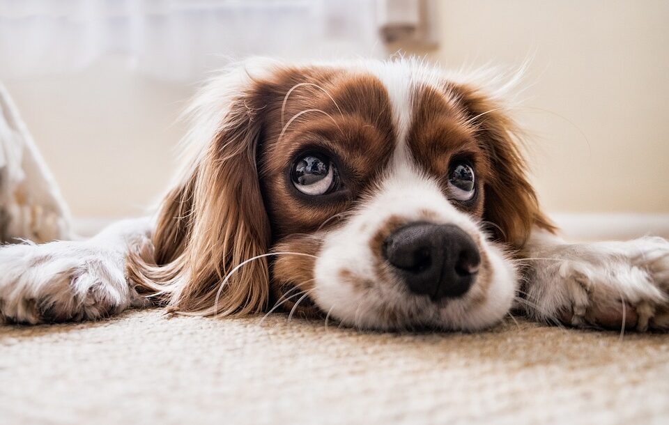 Guide: Sådan forbereder du din hund på mødet med baby