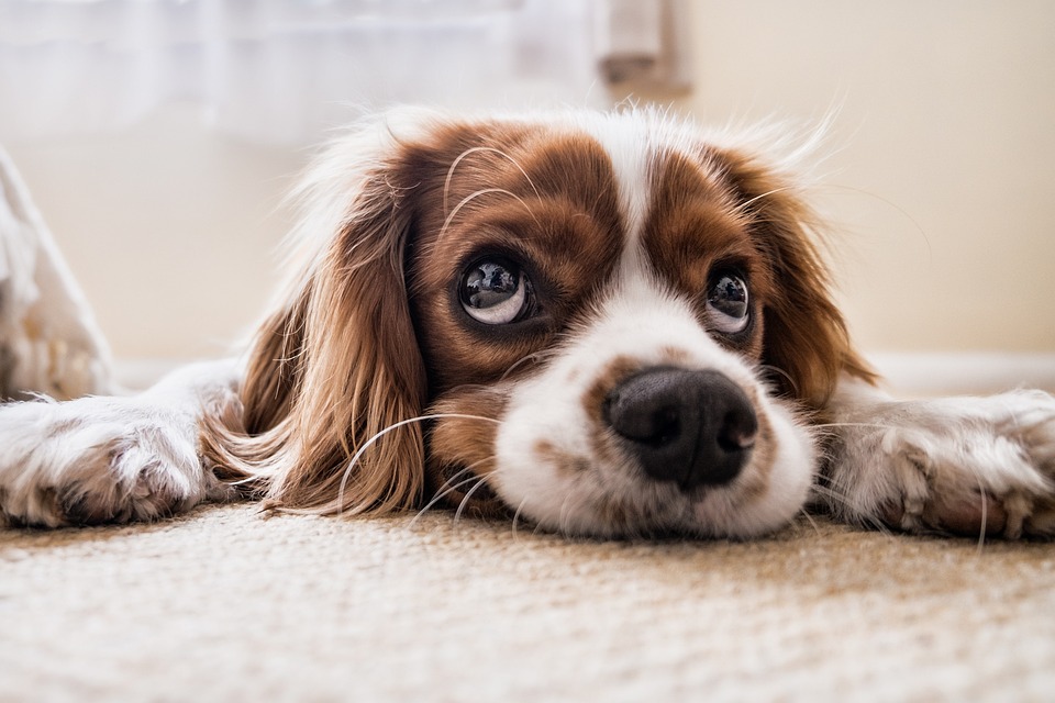 Guide: Sådan forbereder du din hund på mødet med baby
